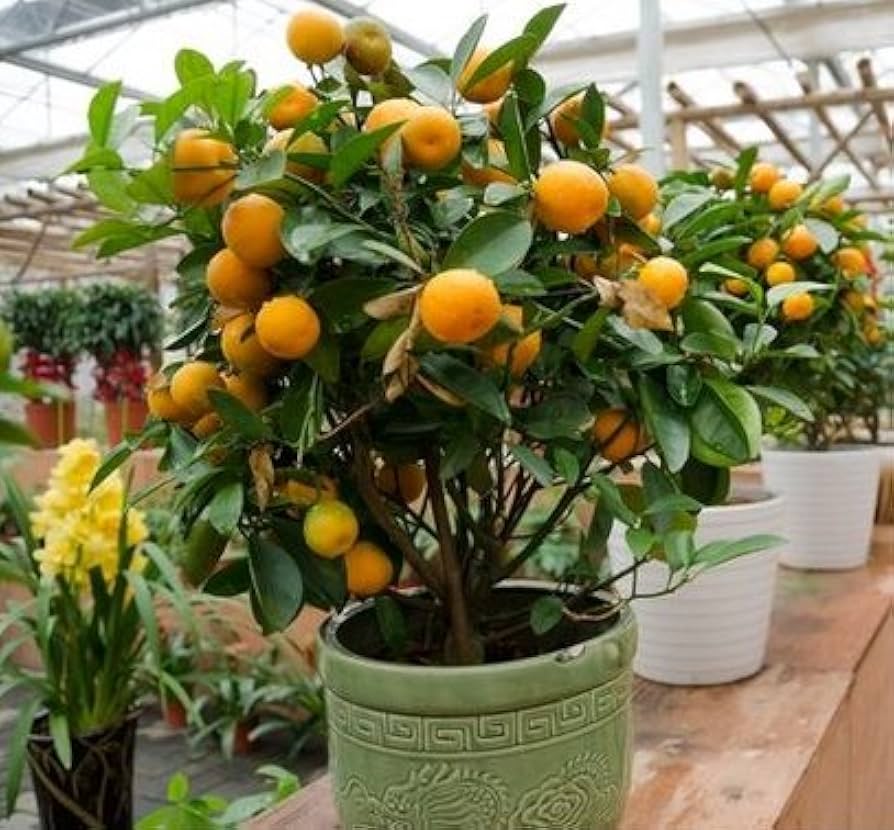 Kumquat - Citrus for planting in home garden